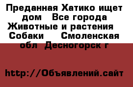 Преданная Хатико ищет дом - Все города Животные и растения » Собаки   . Смоленская обл.,Десногорск г.